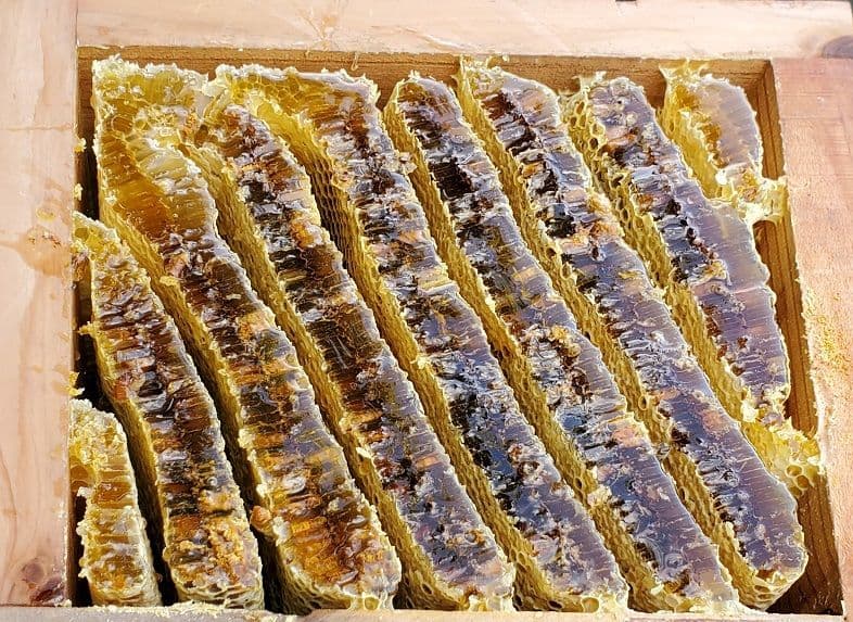 No.17　★日本蜜蜂のはちみつ★1200g(1瓶)