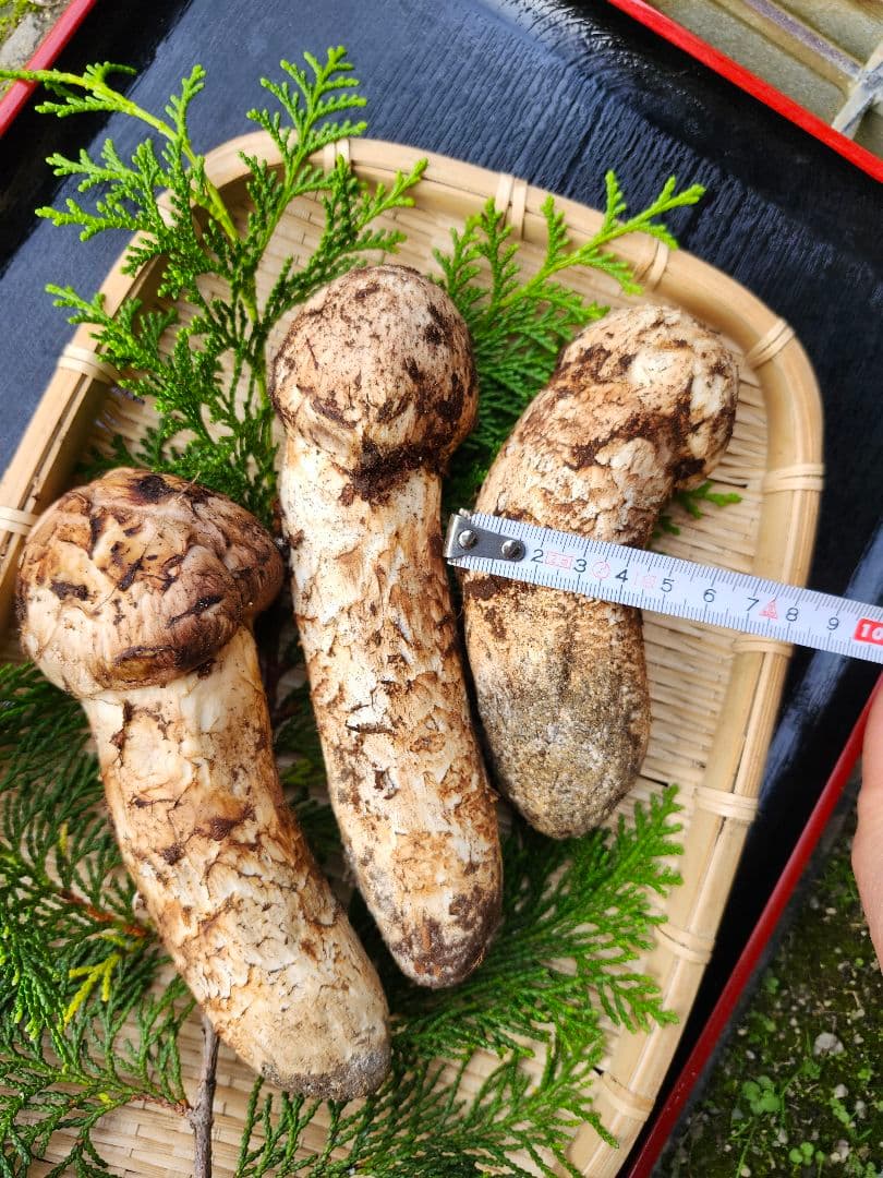 長野県　松茸　信州　栂松茸 3本セット