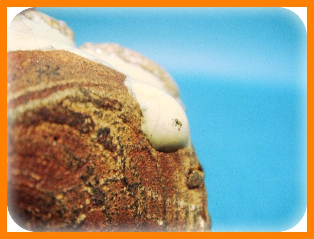 @370『蟹 水滴』陶器　/骨董品 古美術 アンティーク 古玩