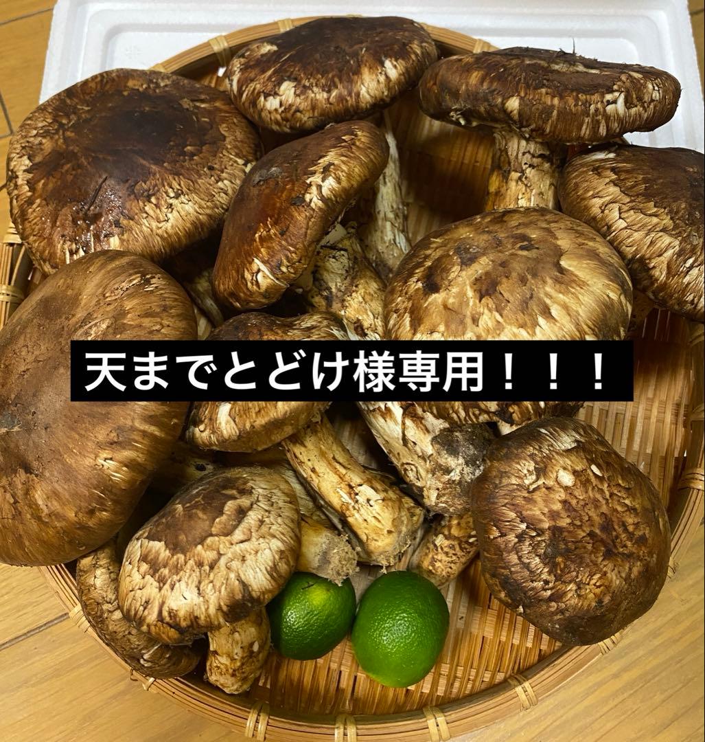 中国産 松茸 約3kg まつたけ