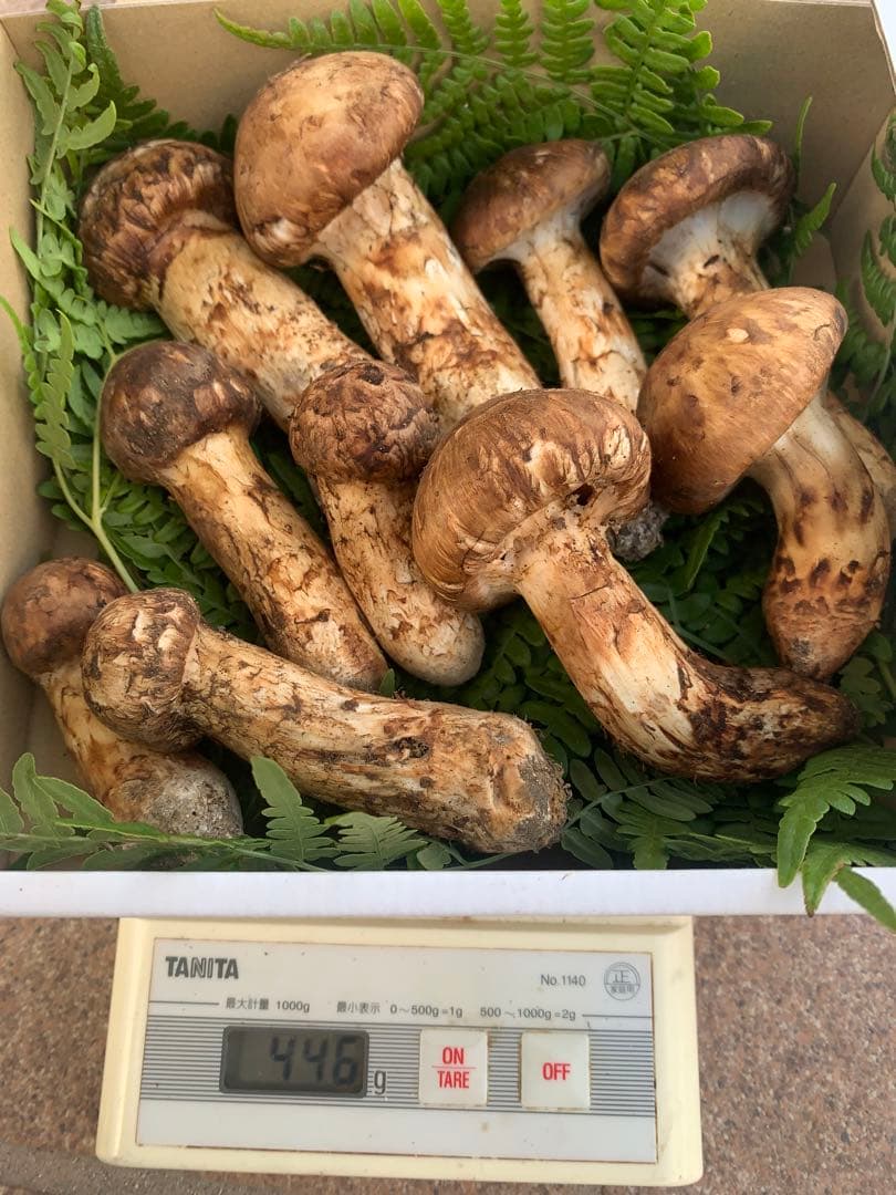 南信州産　天然松茸　446g