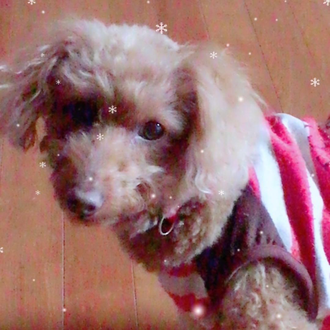 lapiros-plus様ご確認用です