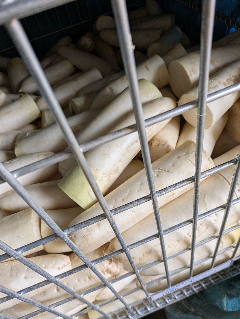 規格外 大根 100kg