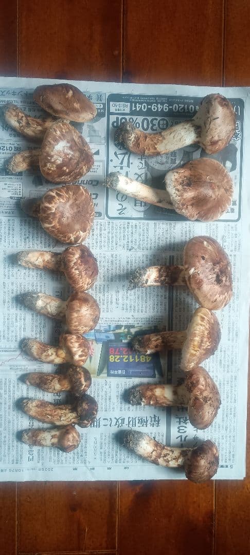 松茸 １㌔　岐阜県産