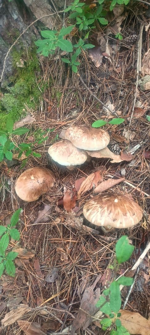 松茸 １㌔　岐阜県産