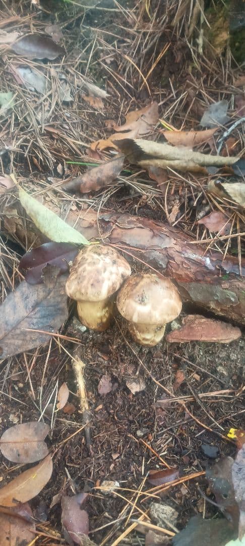 松茸 １㌔　岐阜県産