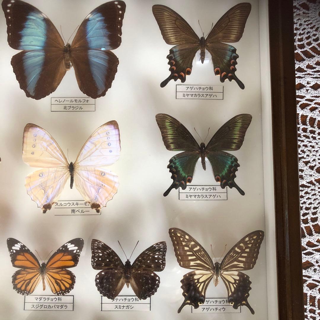 蝶の標本