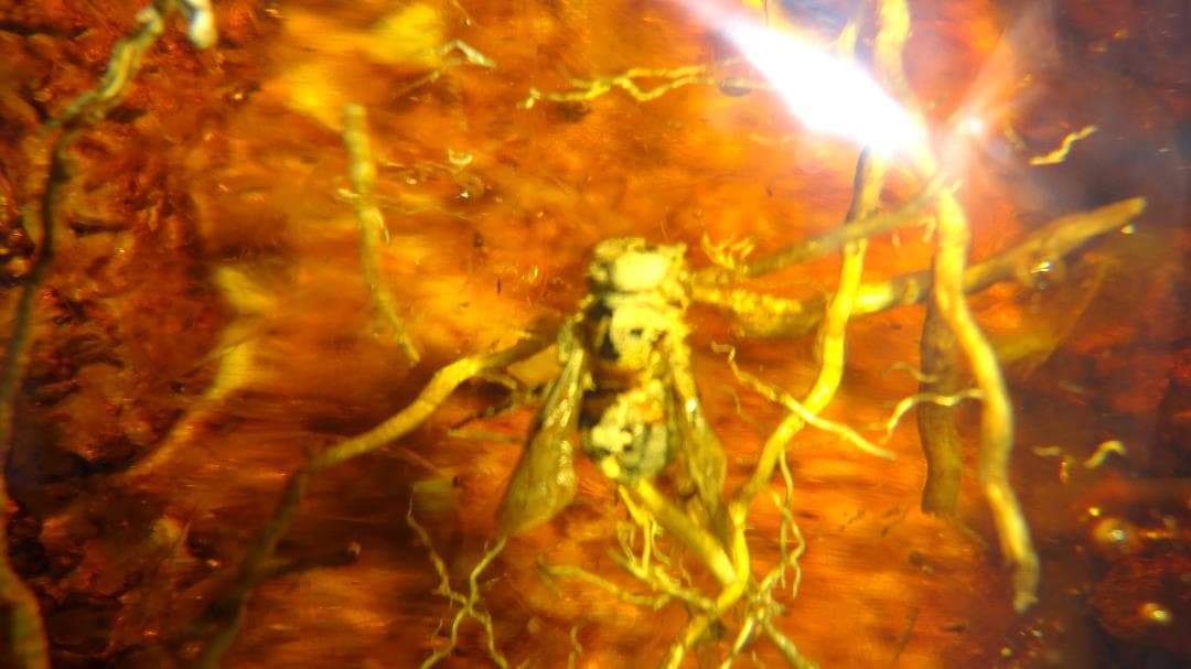 値下げ！！   虫(蜂)入り琥珀 （黒檀製台座付き）