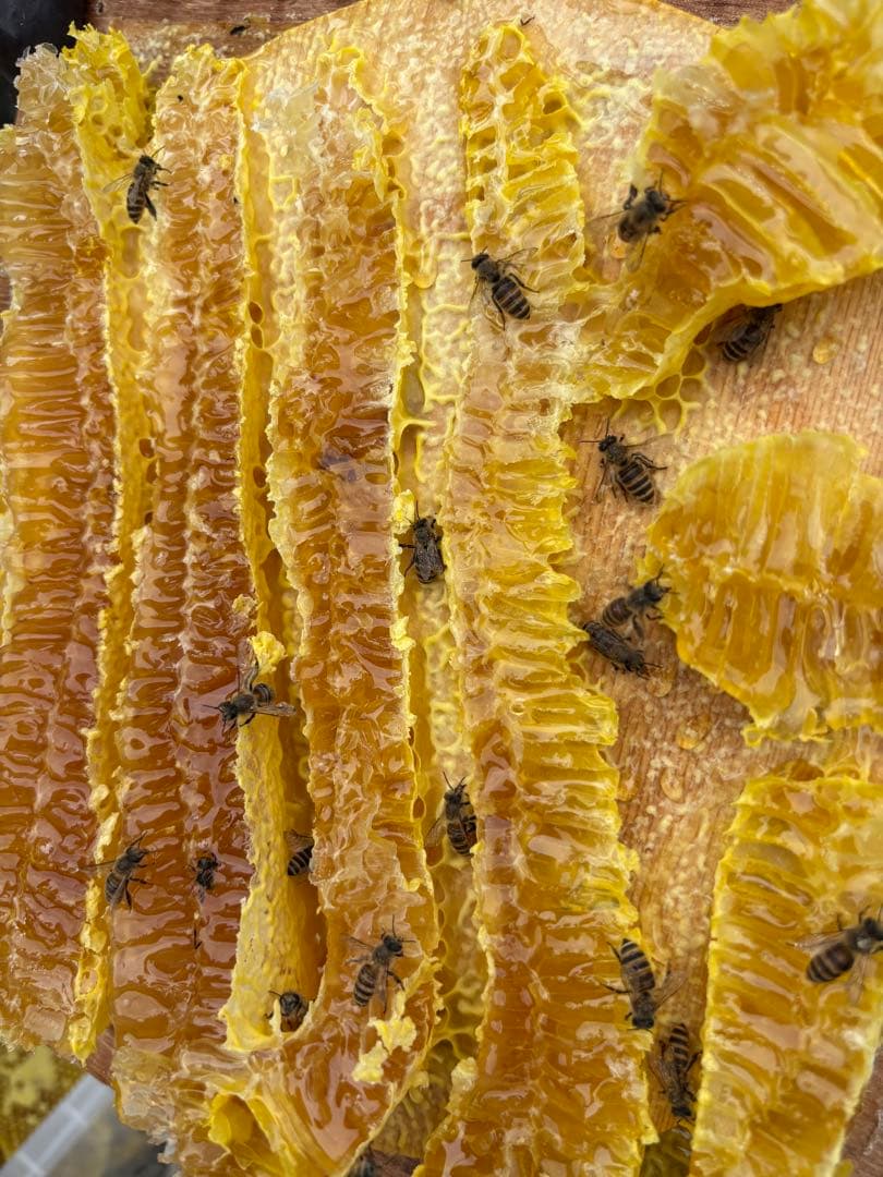 その他 加工食品 Susan