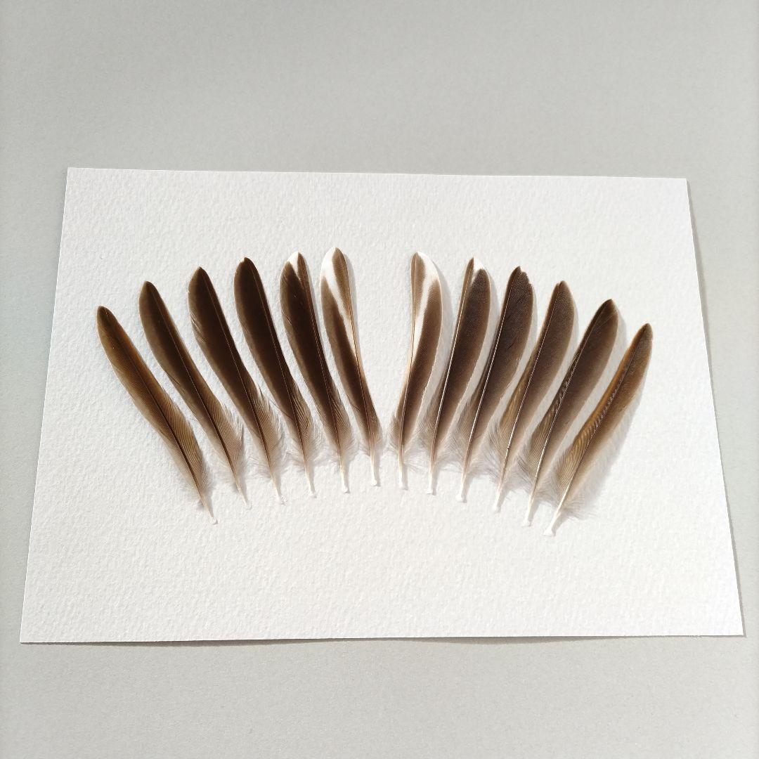 【匿名配送】アオジ 羽根 尾 アートフレーム