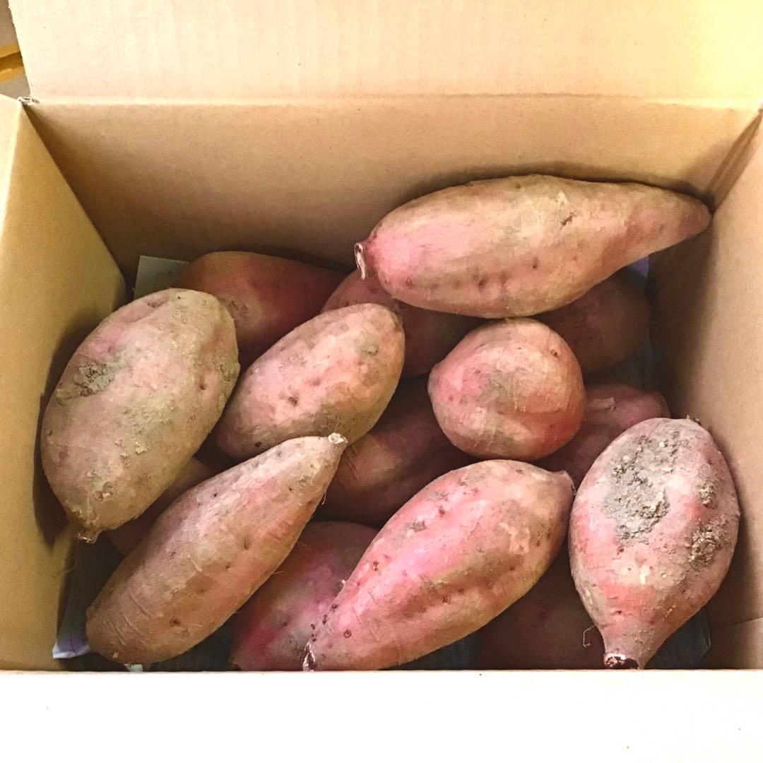 安納芋種子島産　MLのサイズ20kg さつまいも　安納芋　紅　#202