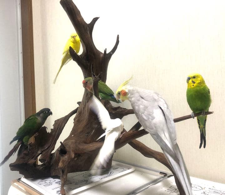 【No11】　置き物　小鳥用品　とまり木　バードアスレチック　オブジェ