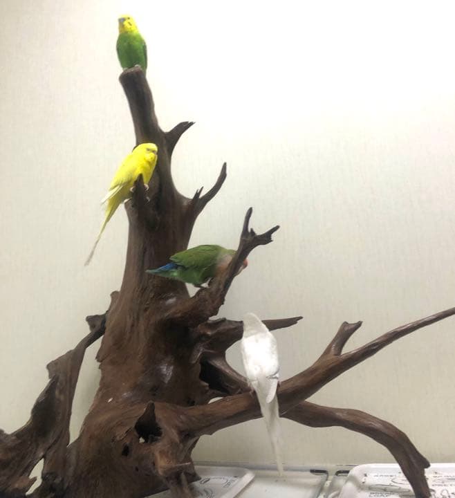 【No11】　置き物　小鳥用品　とまり木　バードアスレチック　オブジェ