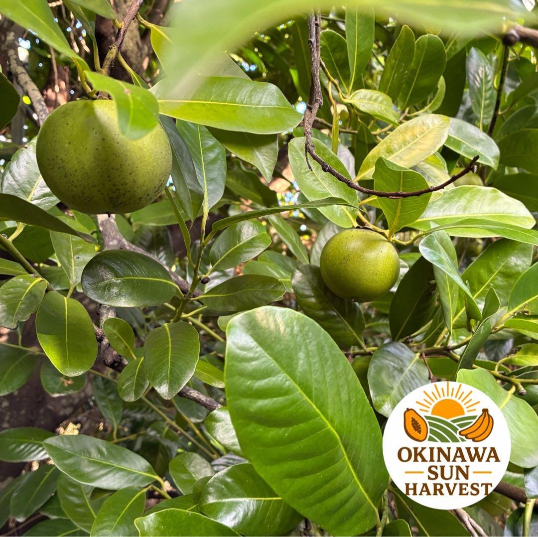 ブラックサポテ 9個