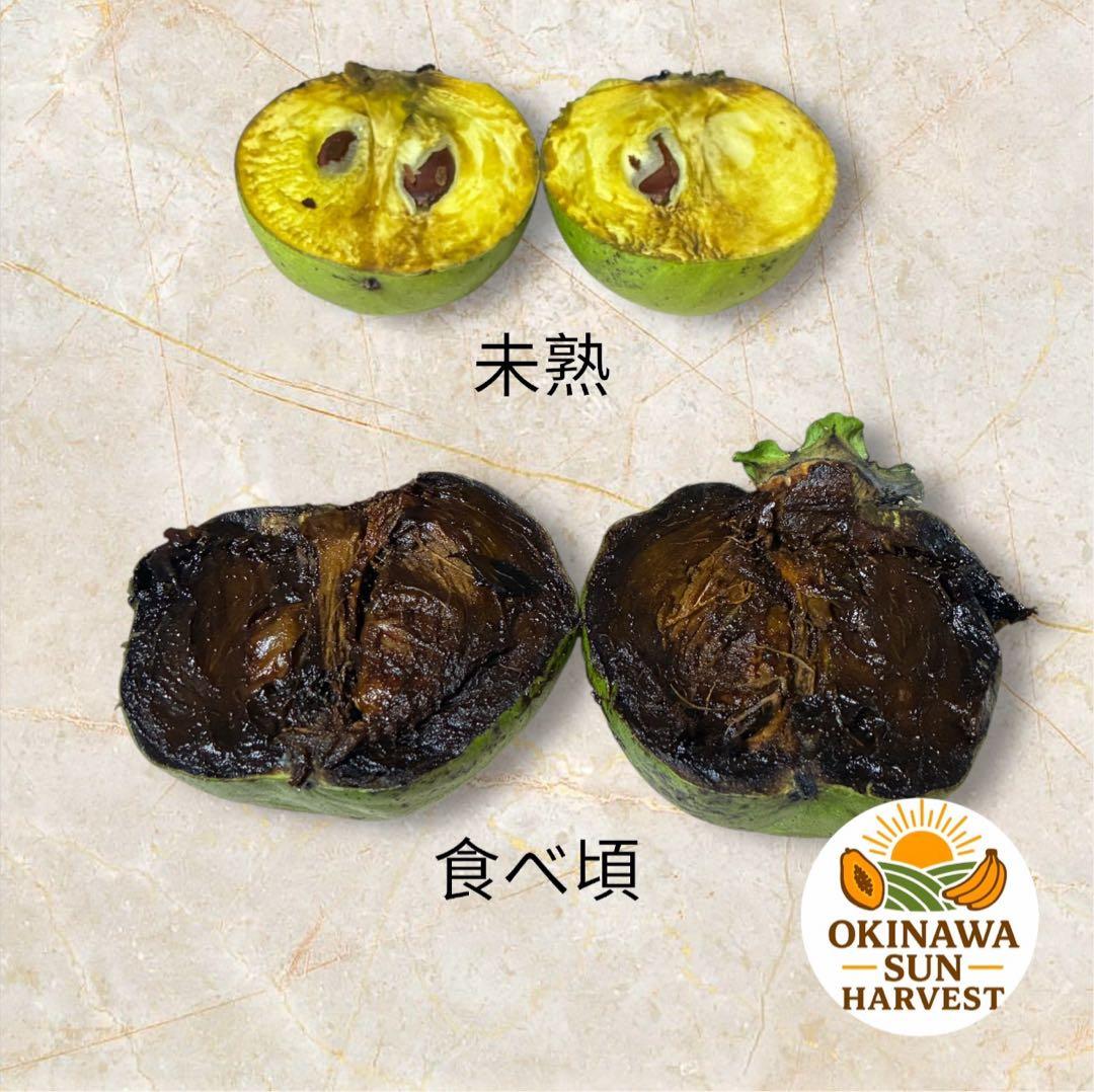 ブラックサポテ 9個