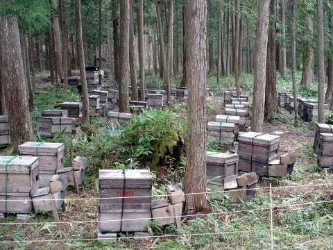 辻さん専用　蜂蜜　でかいの1本　２．５キロ