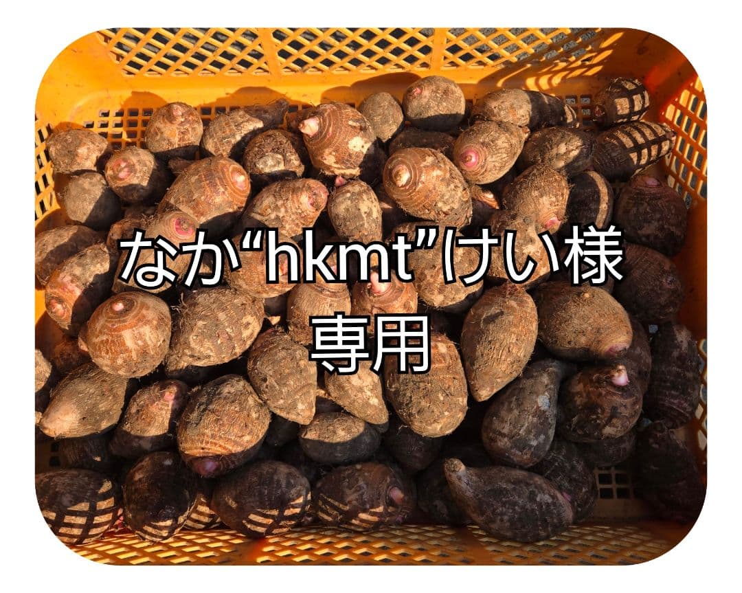 宮崎県産　里芋　赤芽芋20kg⑧