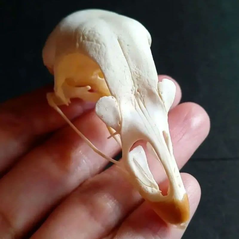 鳥類　骨格　頭骨　標本　ニワトリ　スカル　美麗