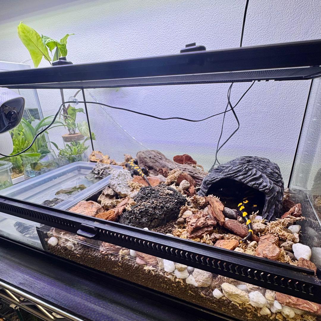 爬虫類　両生類　飼育ケージ　前開き　50×30×25cm