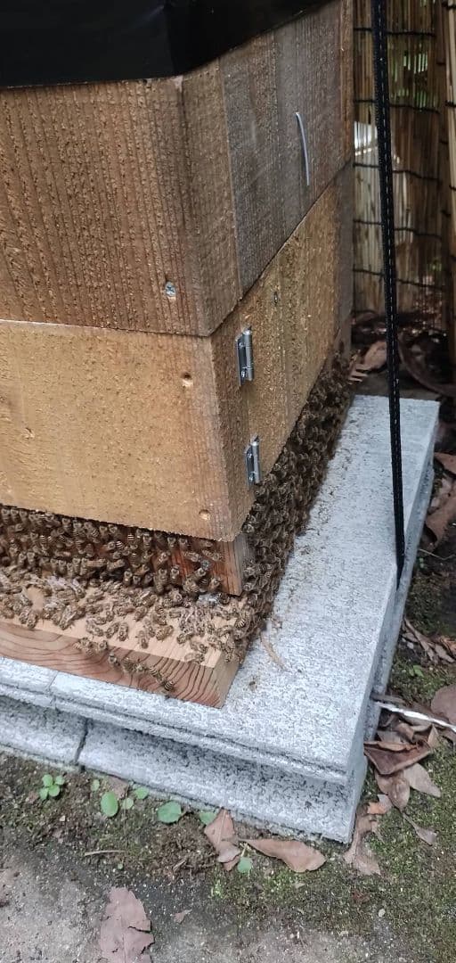 8/6採蜜、日本蜜蜂の巣蜜(お好みの量で出品可能)