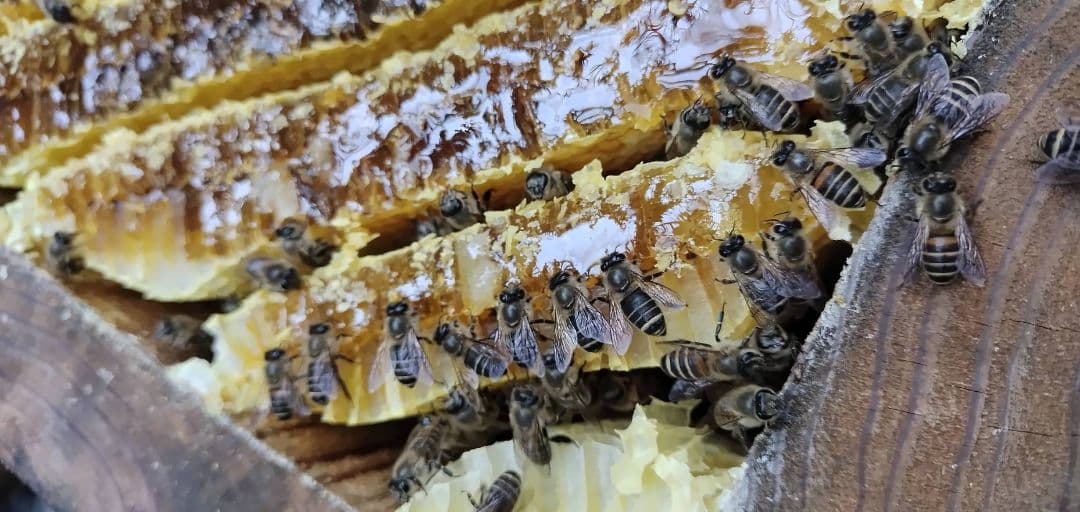 8/6採蜜、日本蜜蜂の巣蜜(お好みの量で出品可能)