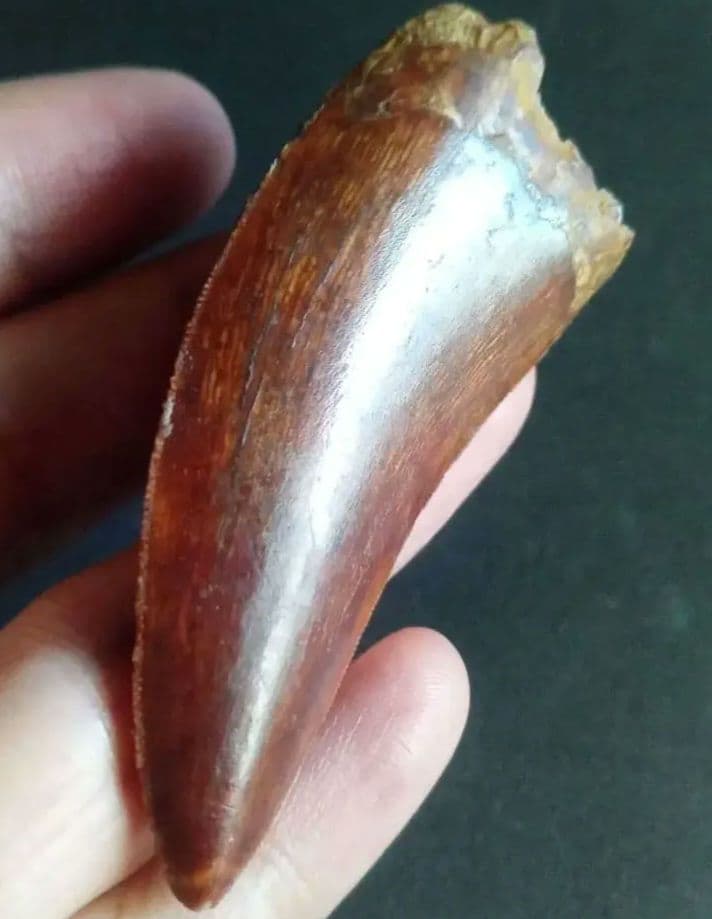 アロサウルス上科　カルカロドントサウルス　特大　歯化石　美麗標本