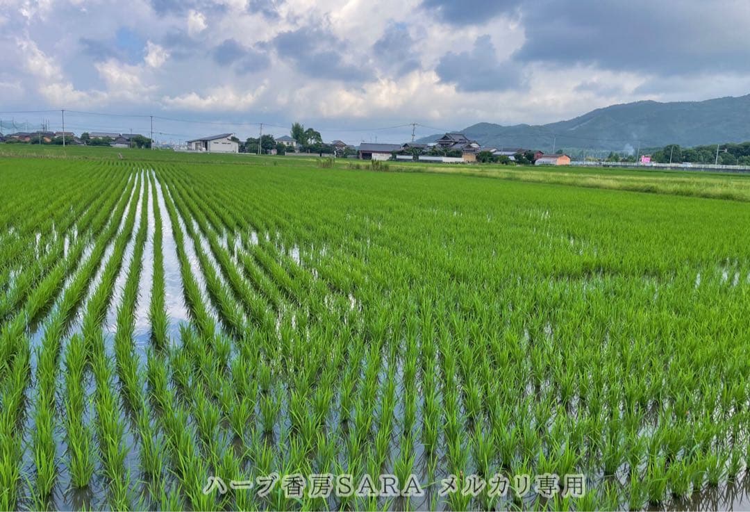 2025年産！九州・福岡県朝倉市産ヒノヒカリ精米10キロ(農薬不使用・無肥料米)