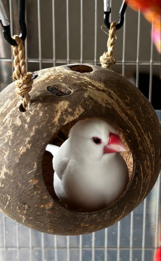 SANKO イージーホーム　ステンレス37 WH & 愛鳥セット