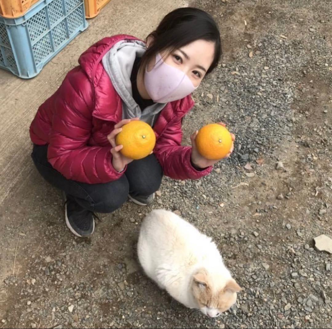 味にハズレなし！見た目を裏切る美味しさ【熊本産スイートスプリングMサイズ約20k