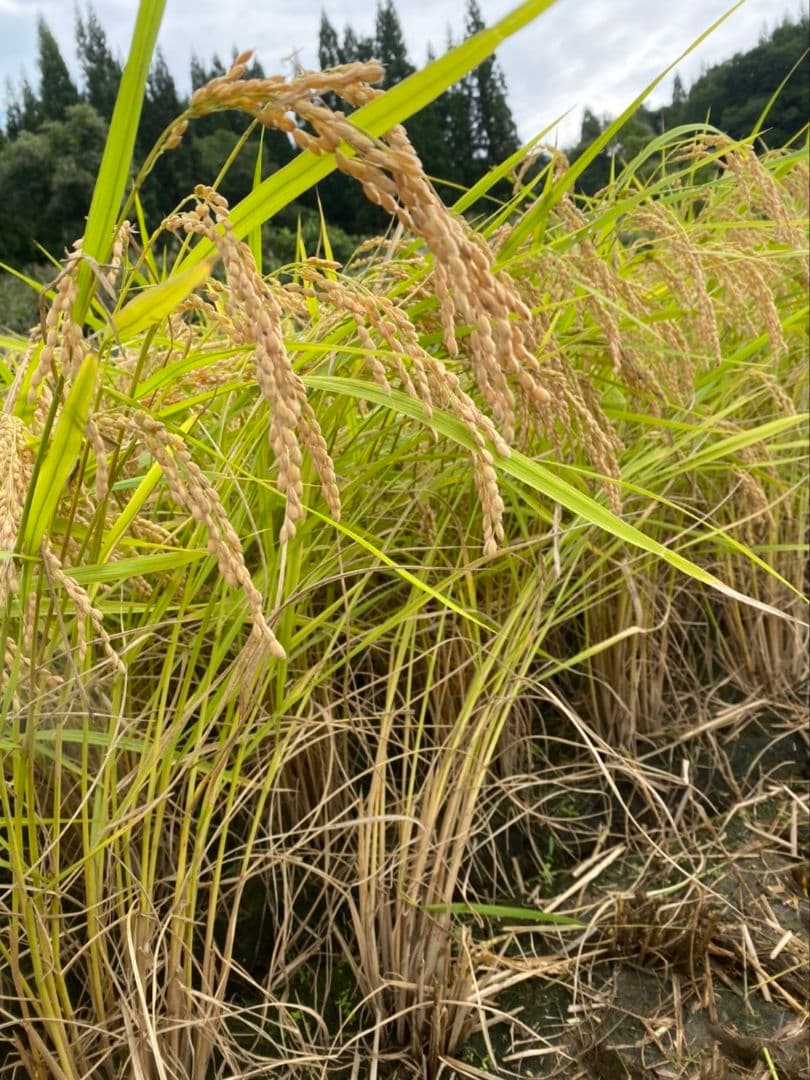 令和7年産　新米　魚沼産コシヒカリ　従来品種　5キロ×2 合計10キロ　白米