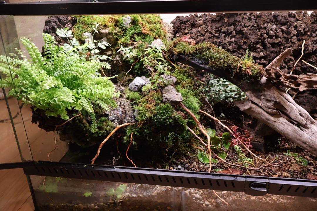 ビバリウム、テラリウム　9045