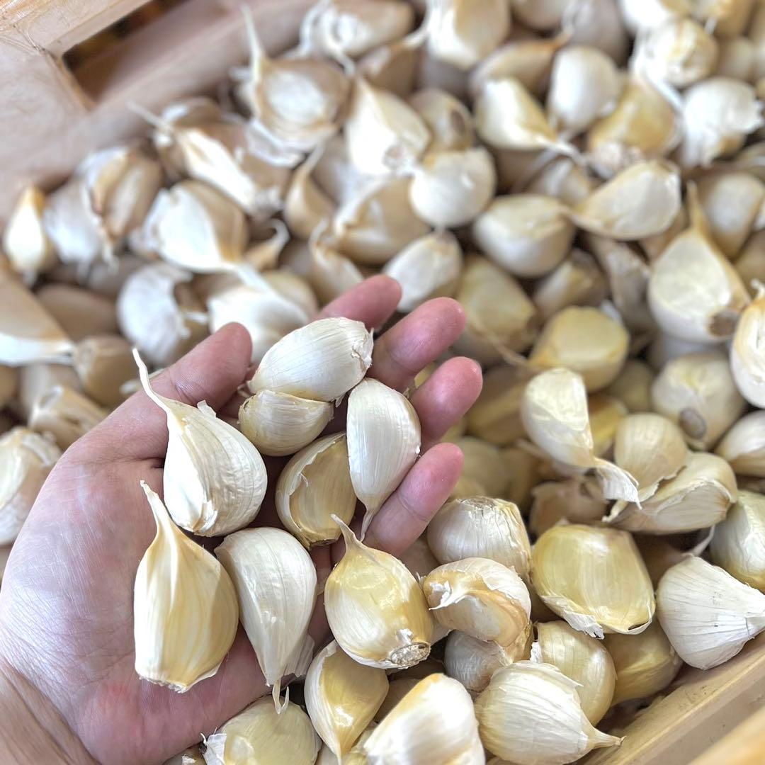 ともちゃんページ　種用4キロ