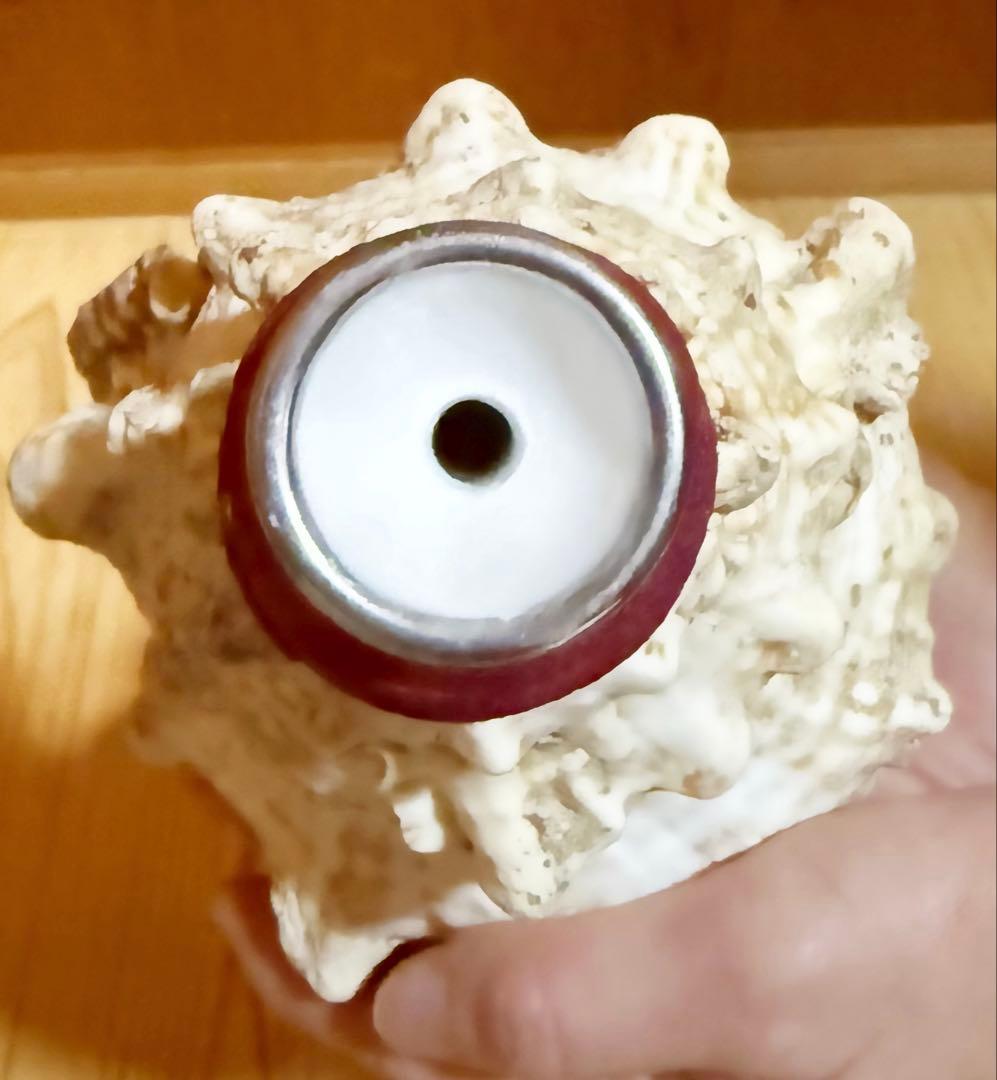 コンパクト肉厚　法螺貝　ほら貝　ホラガイ❣️