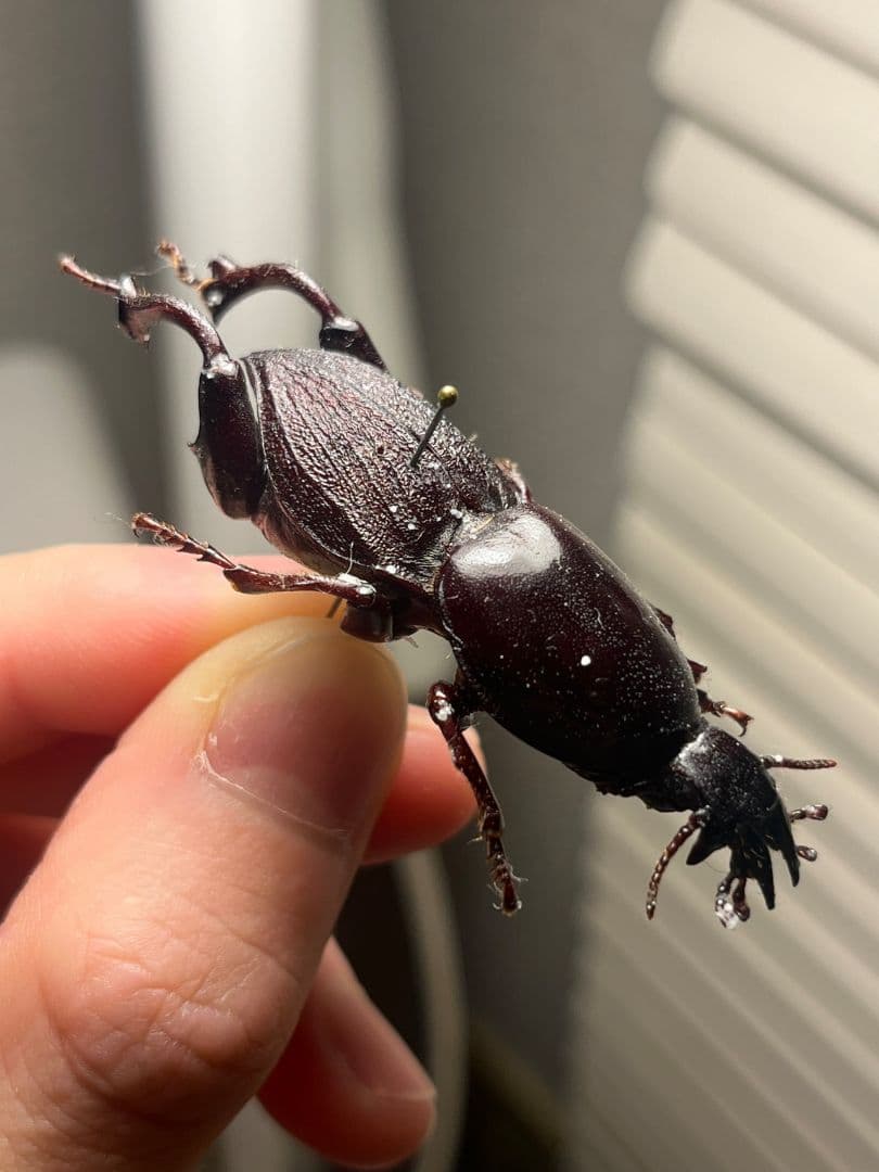 【50mm】ケラモドキカミキリ 大型 Hypocephalus 標本