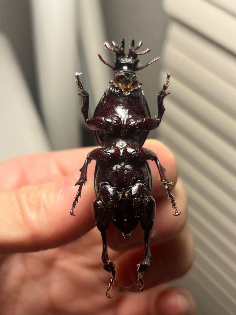 【50mm】ケラモドキカミキリ 大型 Hypocephalus 標本