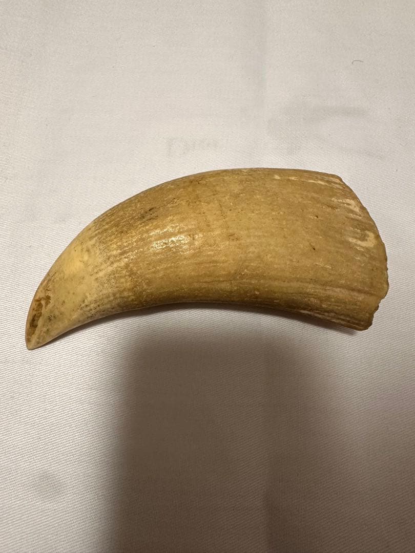 マッコウクジラ　牙　鯨の牙