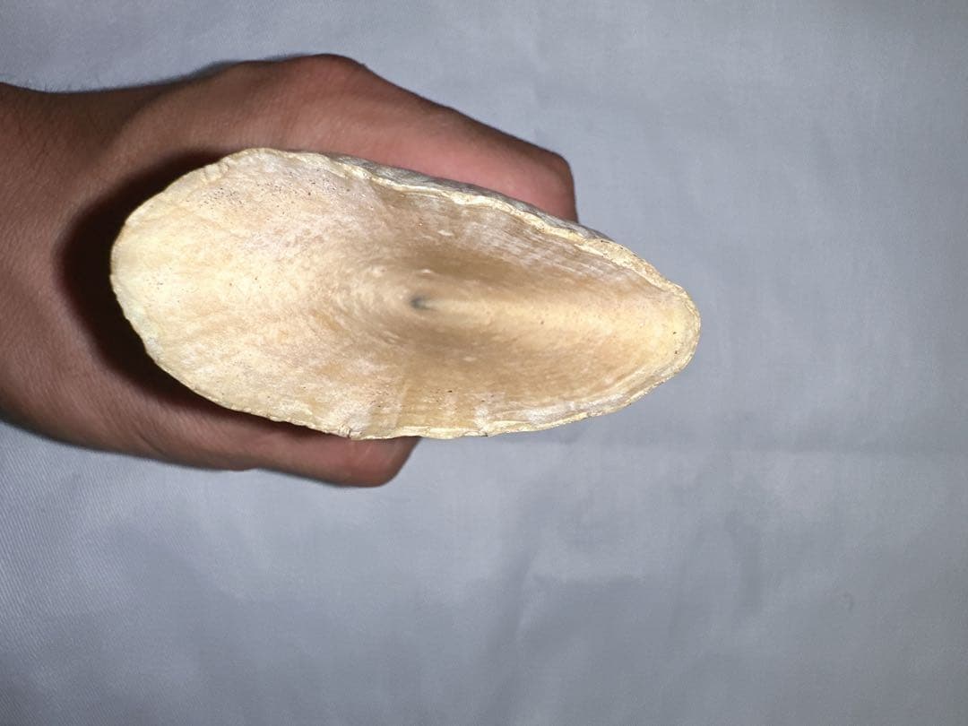 マッコウクジラ　牙　鯨の牙