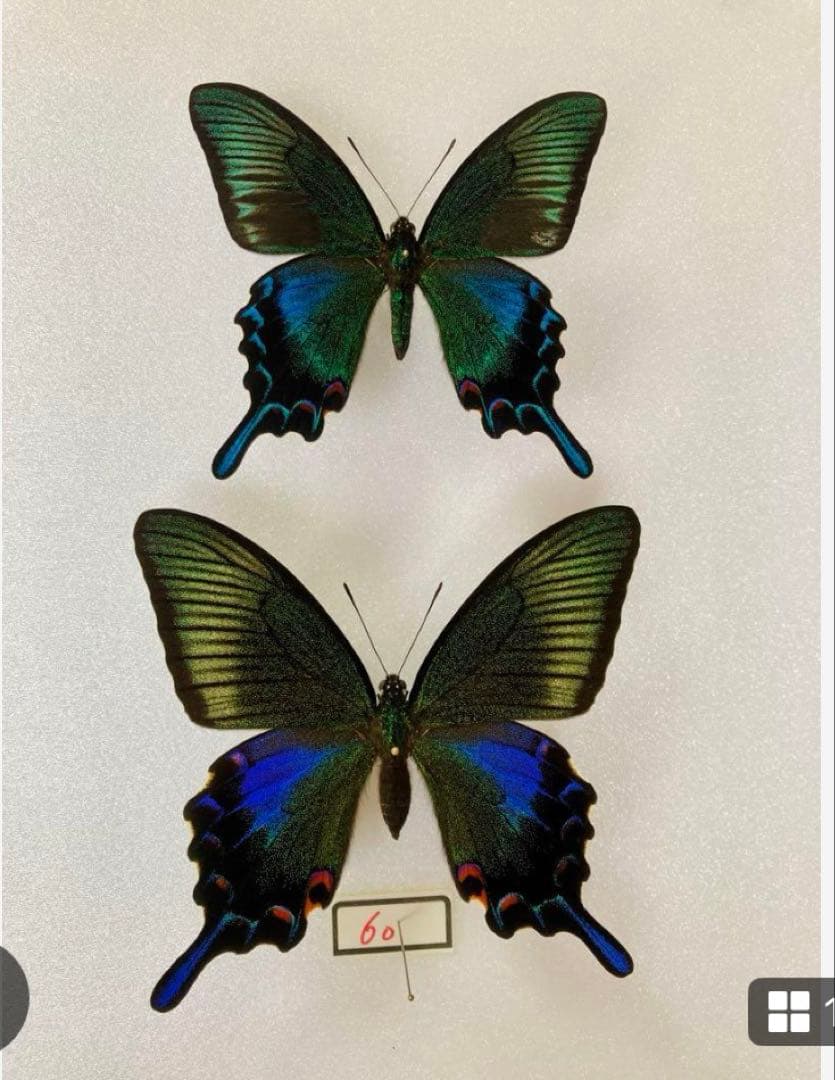 もずく 標本蝶 3頭セット