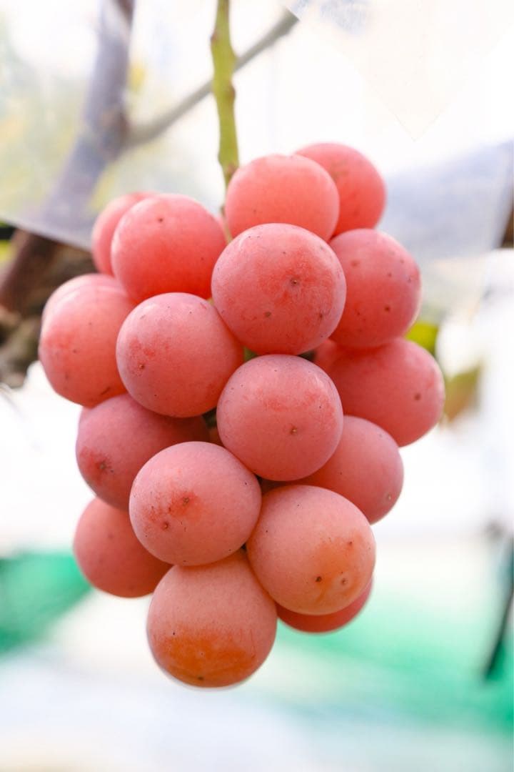 ☆7~8房ぶどうの玉手箱☆4kg（クイーンルージュ．紅環）