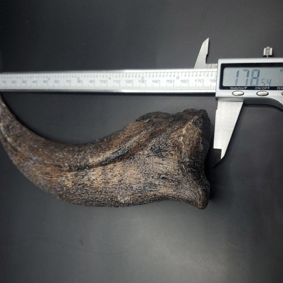スピノサウルス 爪 レプリカ 178.54mm spr1