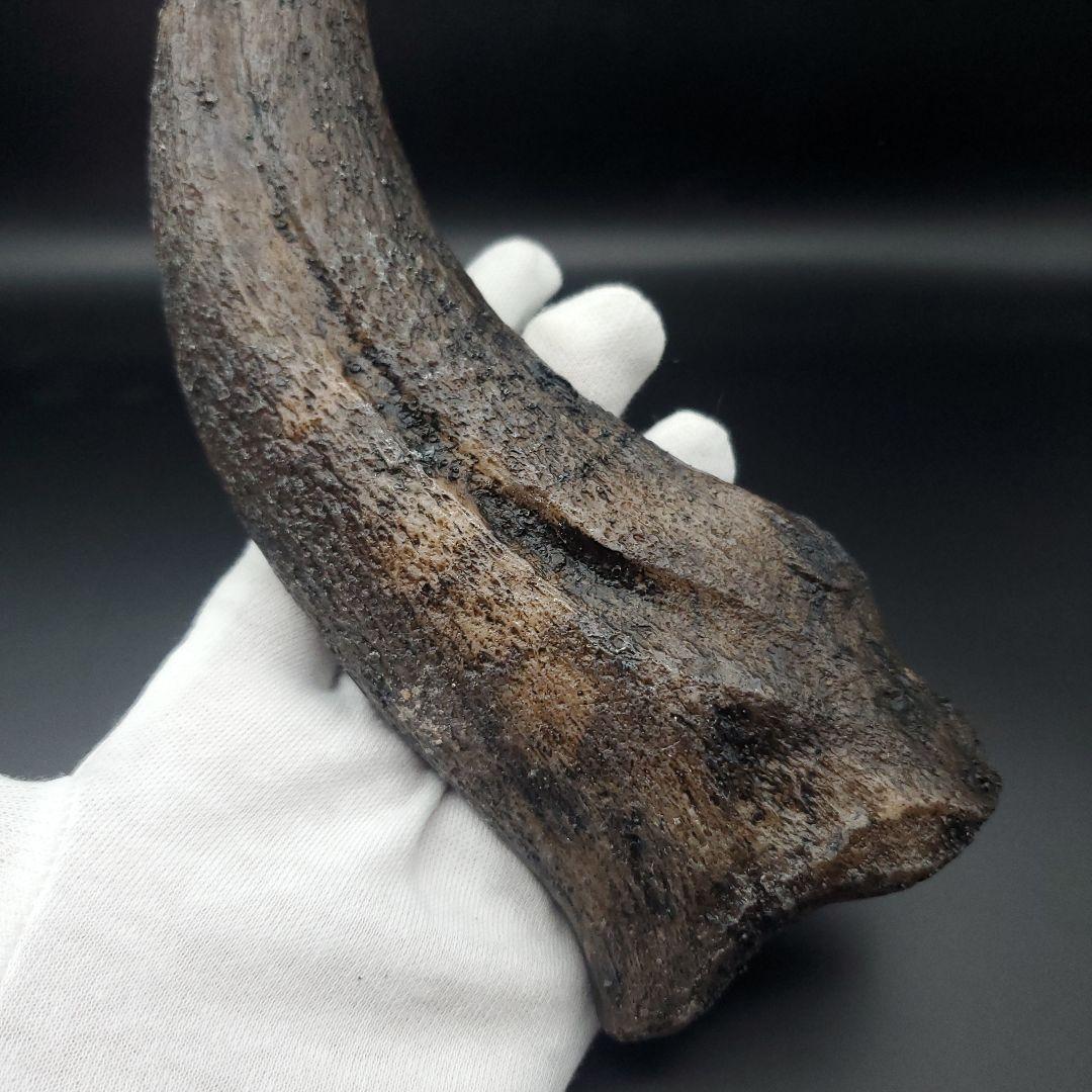 スピノサウルス 爪 レプリカ 178.54mm spr1