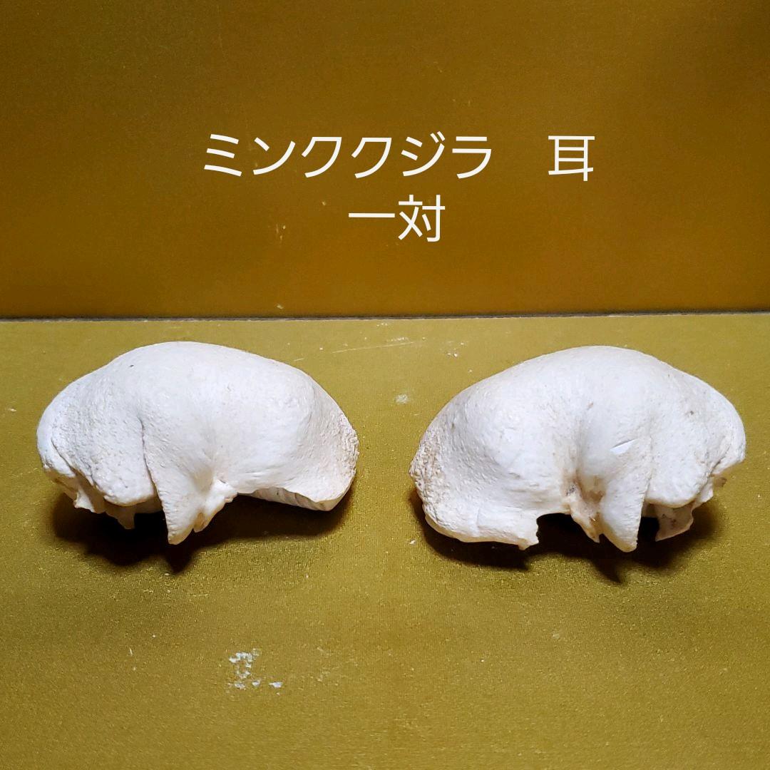 鯨耳　ミンククジラ　耳　一対