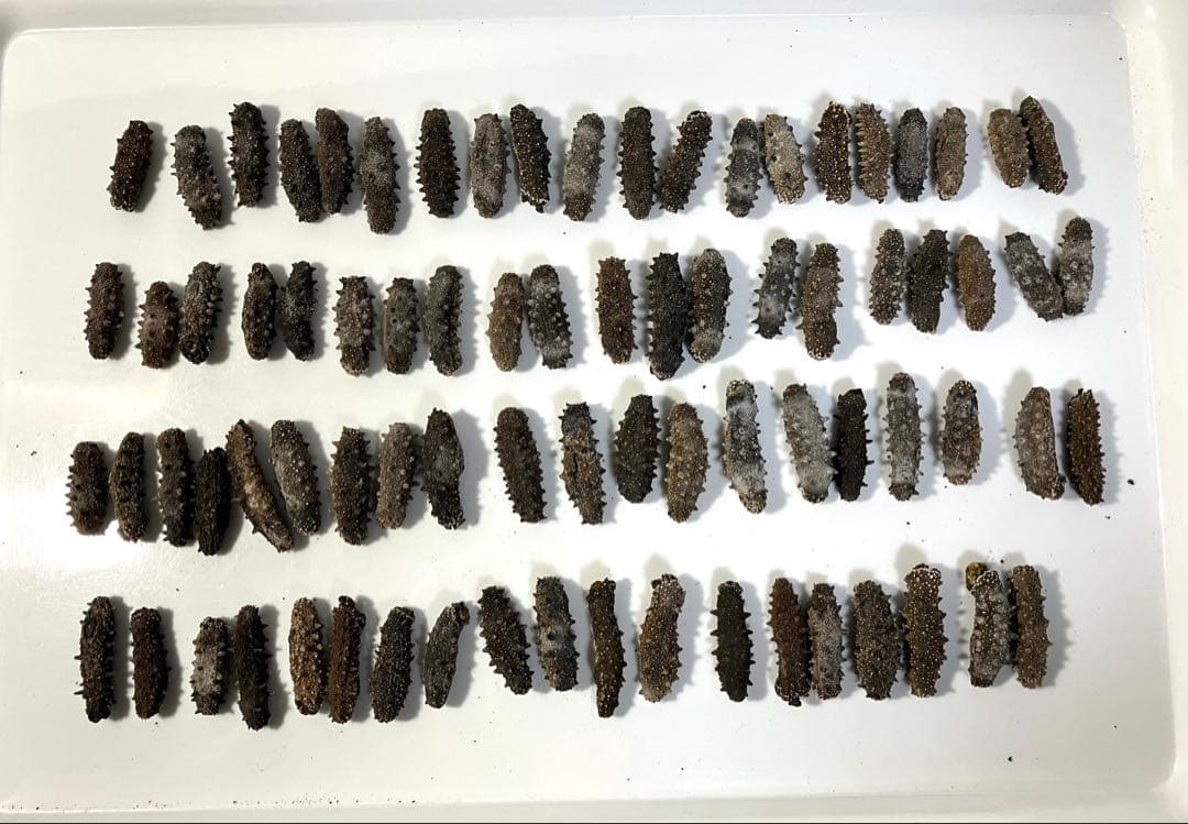 関東産ナマコ A級品200g(79粒) 12,000円