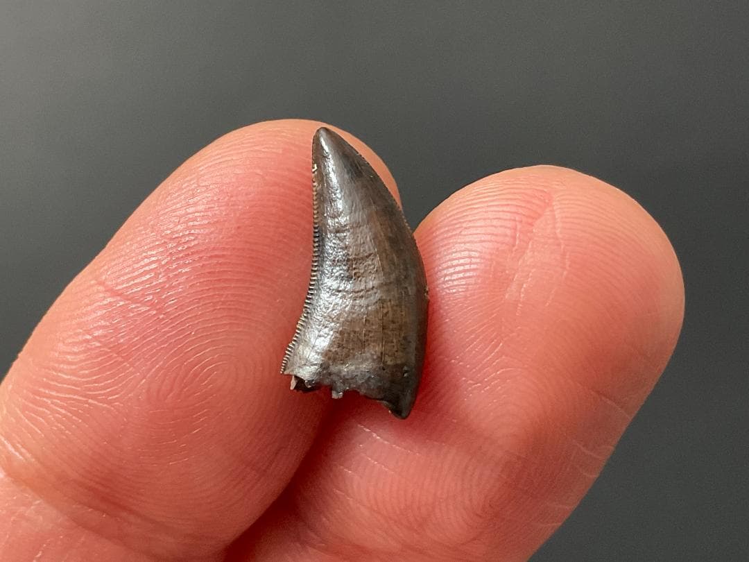 恐竜の歯 ティラノサウルス [DS411] 化石 希少 レア