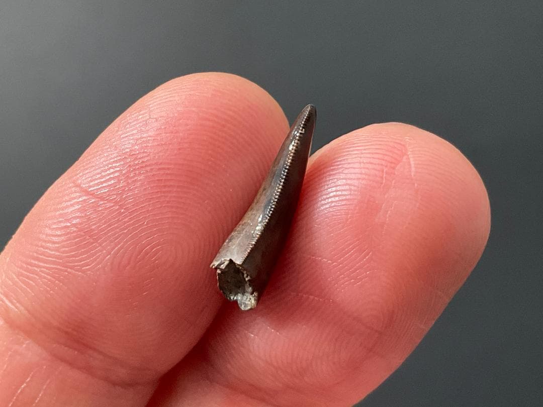 恐竜の歯 ティラノサウルス [DS411] 化石 希少 レア