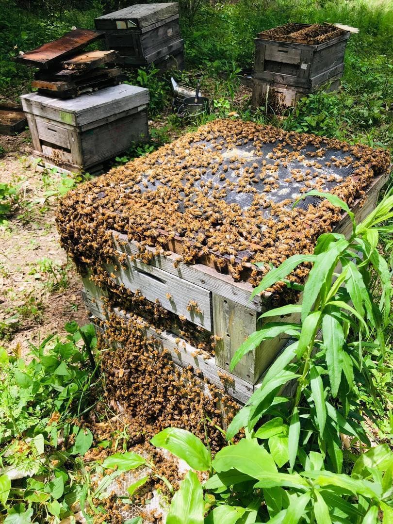 リピーター多数　国産百花蜜 梅酒瓶入　おまけ付　生産者価格で大放出