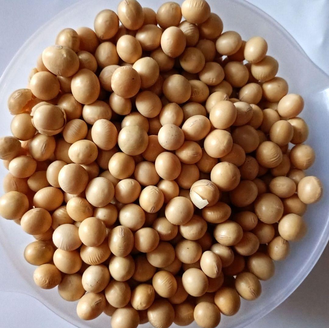 大豆 長野県産大豆　薬品磨き不使用　中粒加工用　少し訳あり10kg品質検査合格