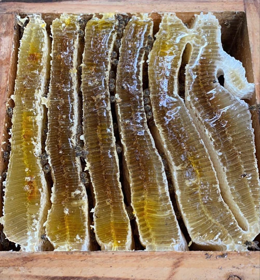 ドルガ リピ割適用 日本ミツバチ生はちみつ ジェラート風2瓶 とろとろ1瓶