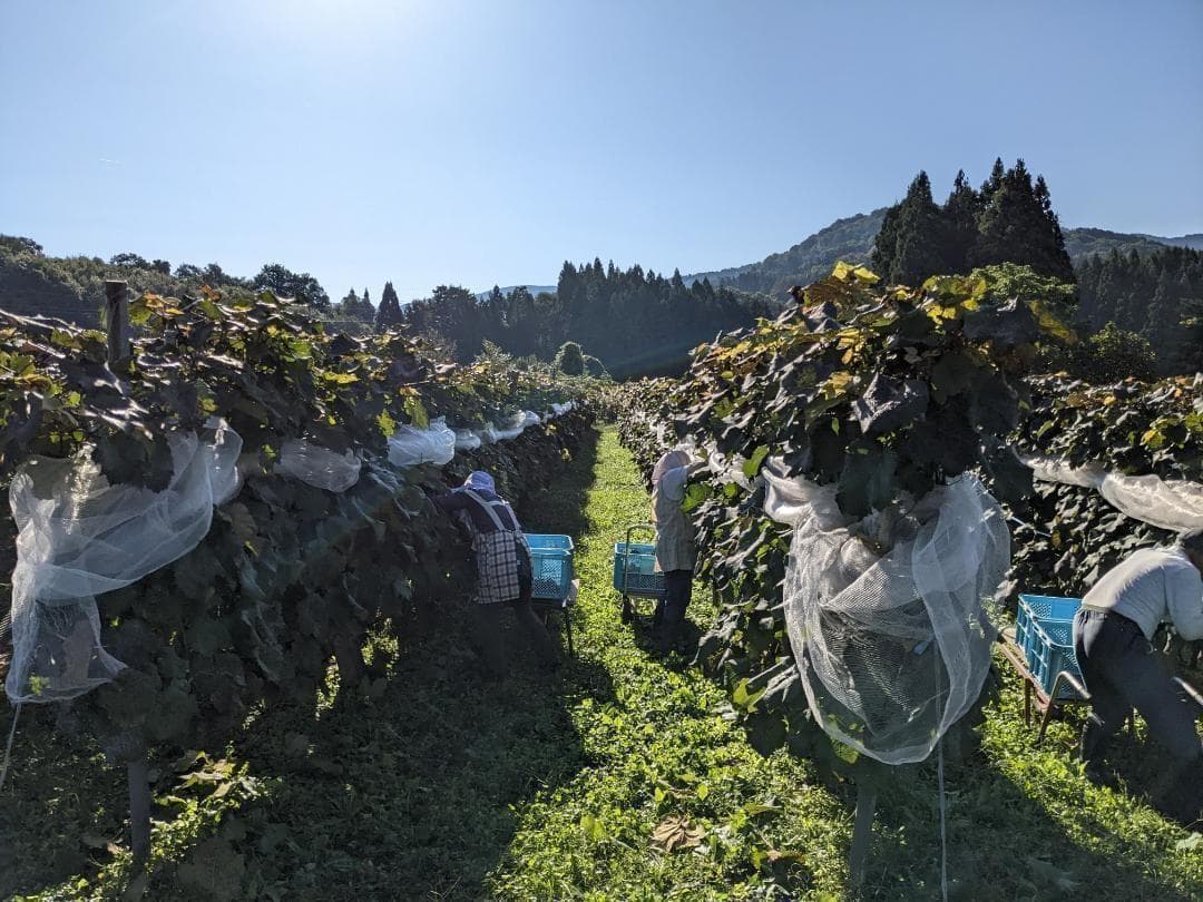 山ぶどう １０kg　山形県月山山麓産④