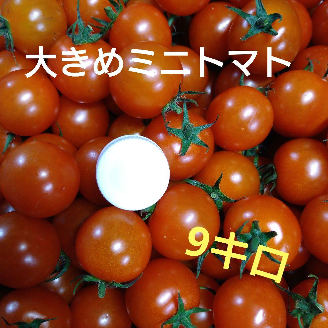 2Lサイズ 大きめミニトマト　9キロ ソースなどの加工用にも♪